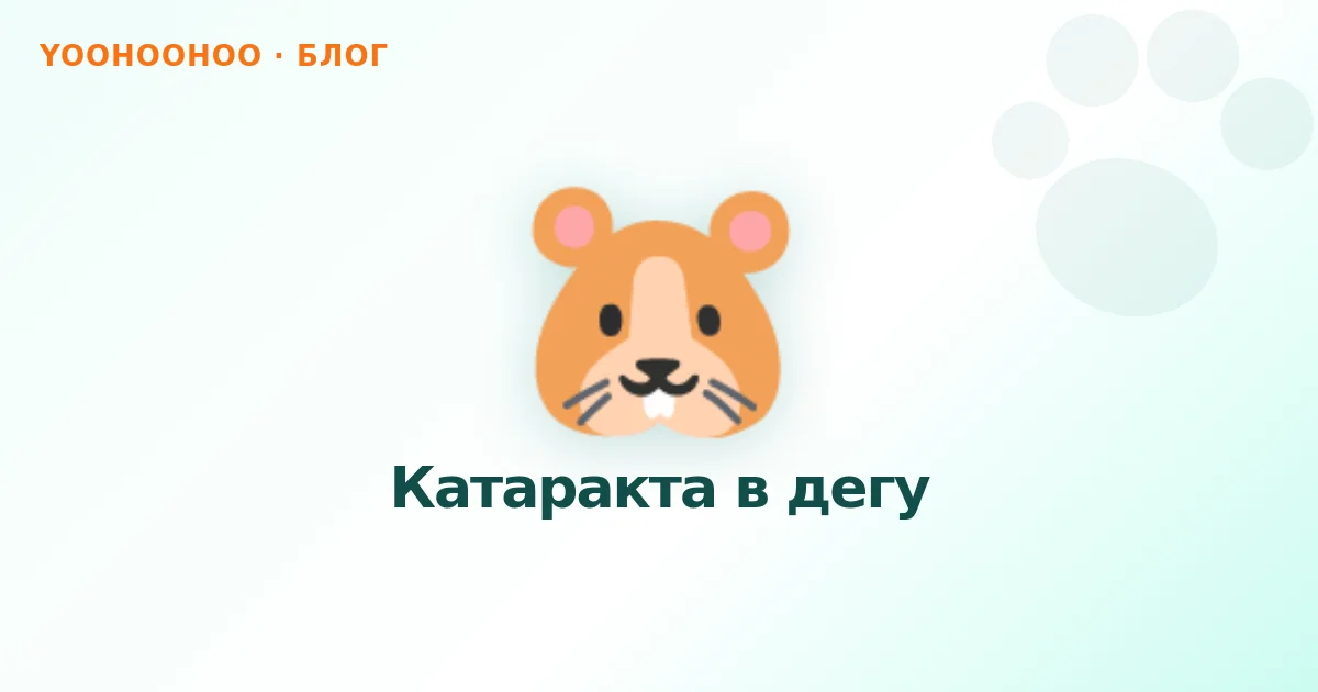 Катаракта в дегу