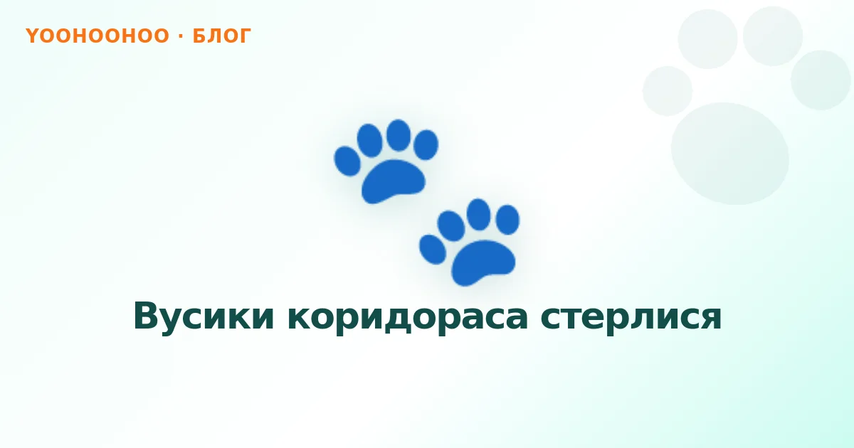 Вусики коридораса стерлися
