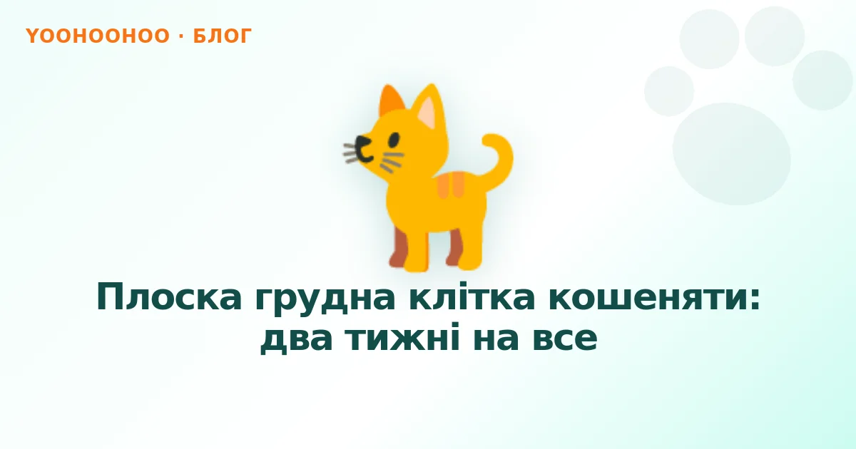 Плоска грудна клітка кошеняти: два тижні на все