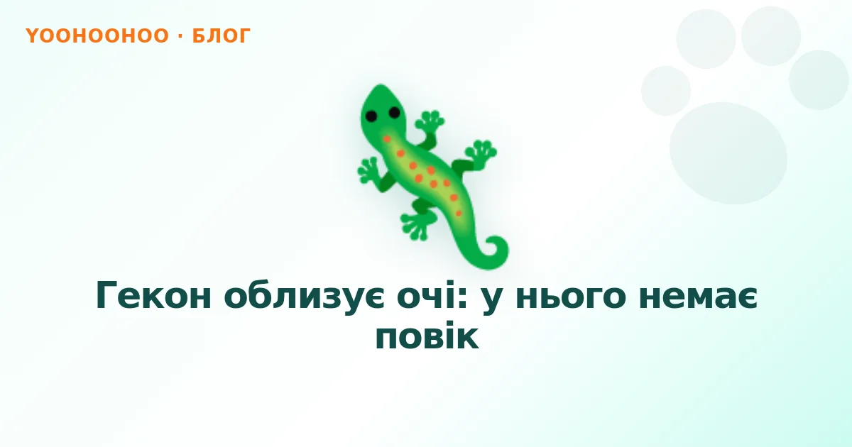 Гекон облизує очі: у нього немає повік