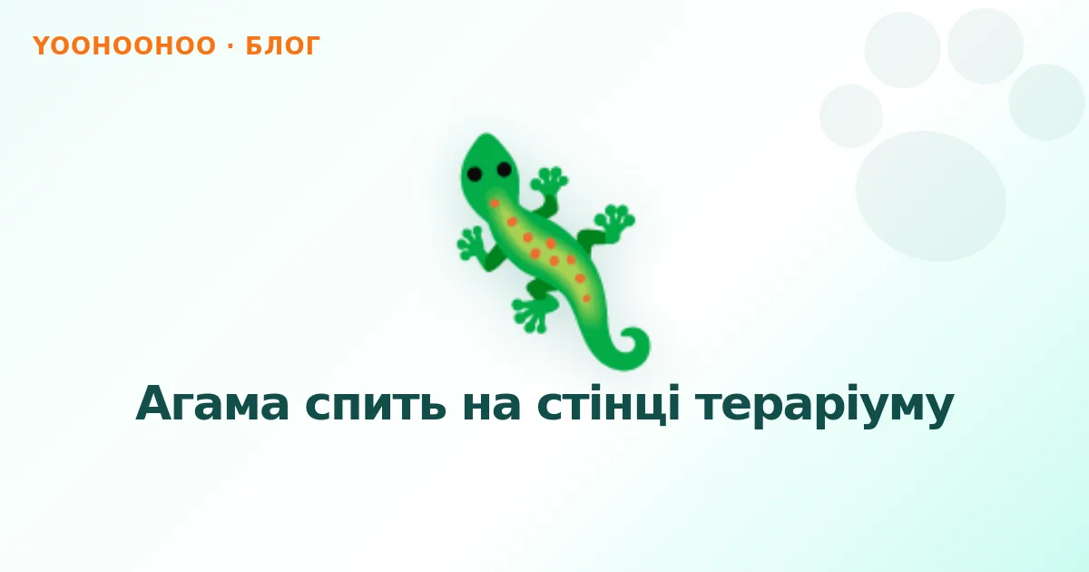 Агама спить на стінці тераріуму