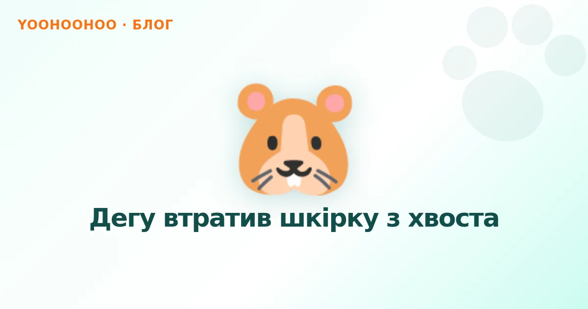 Дегу втратив шкірку з хвоста