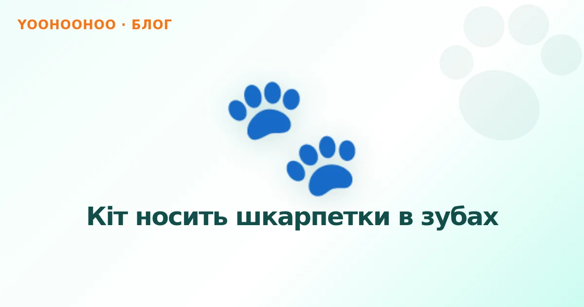 Кіт носить шкарпетки в зубах