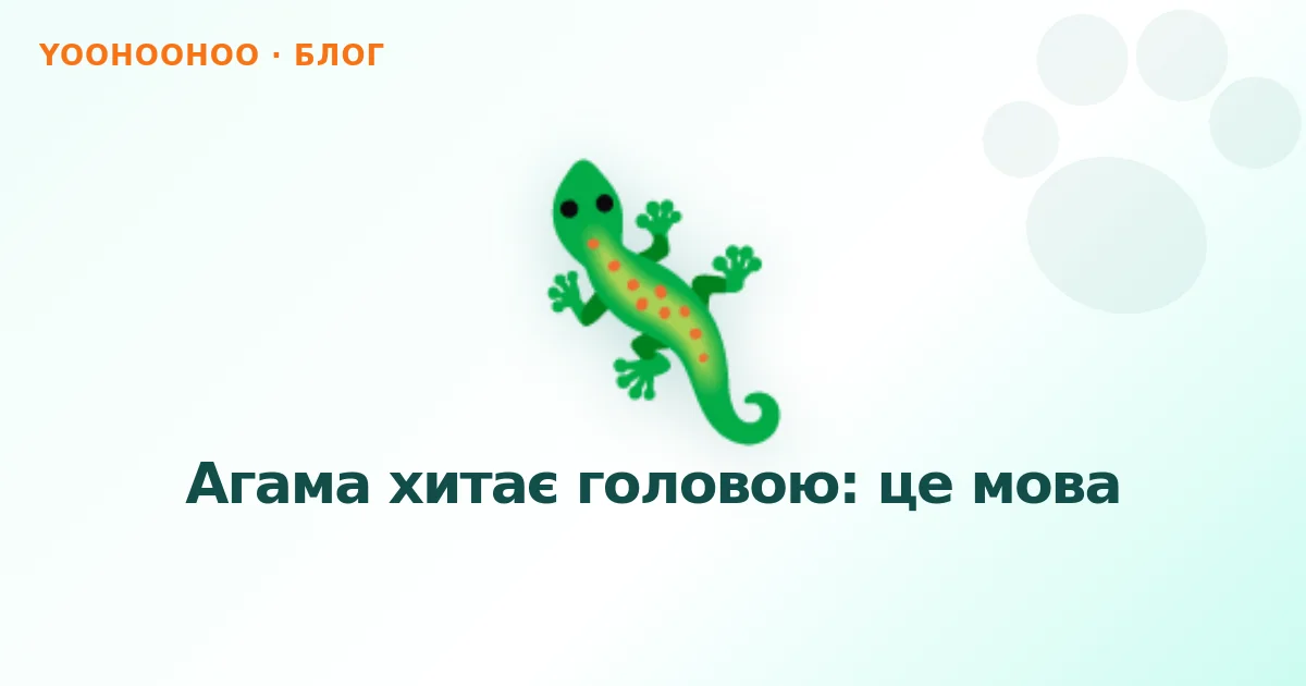 Агама хитає головою: це мова