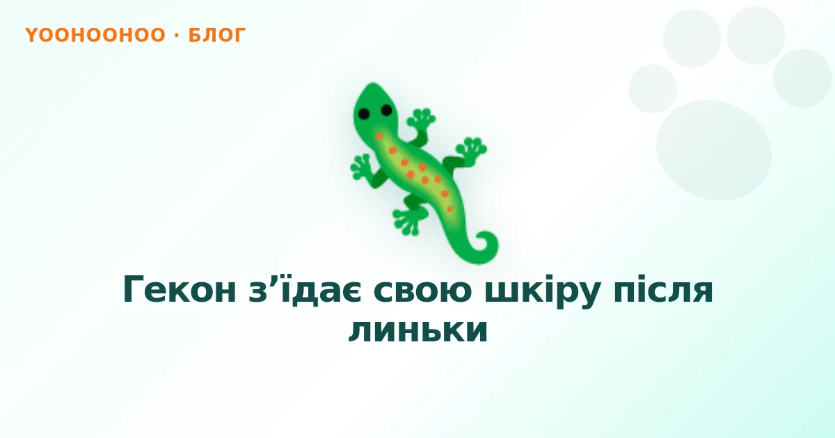 Гекон з’їдає свою шкіру після линьки